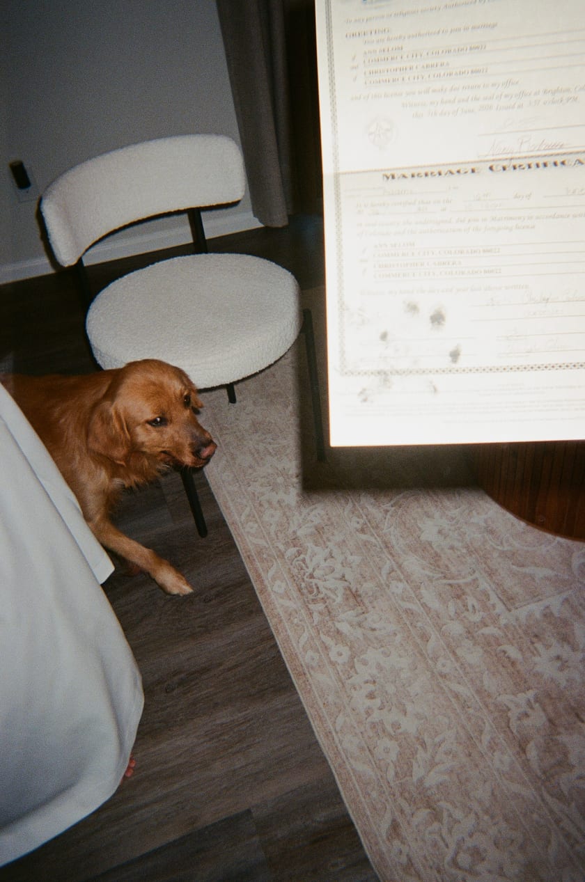 Film photo: the golden retriever guards the freshly signed marriage license