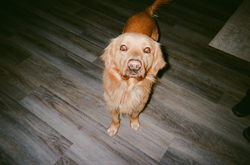 Film photo: the golden retriever grinning up at the camera