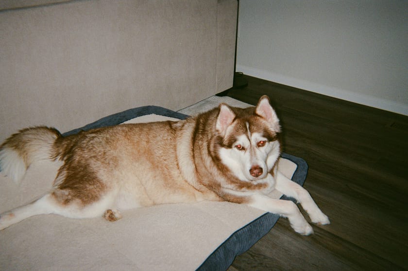 Film photo: the husky lounging on the dog bed, unbothered by the occasion
